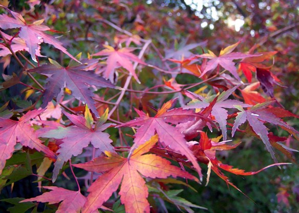 AutumnMapleLeaves