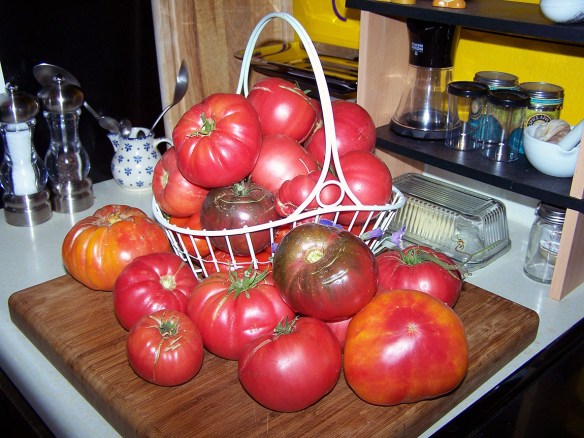 Now that's a slew o'tomatoes. Envision spaghetti sauce ...