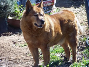 Garden Assistant Logan