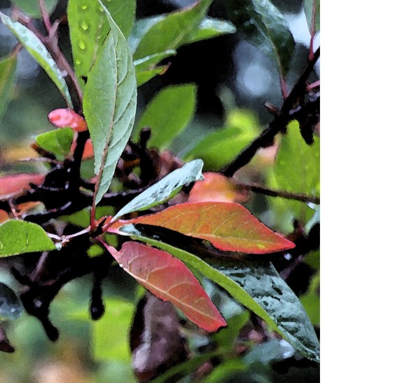 SweetGumWatercolored