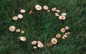 fairy ring real