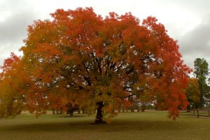 Chinese Pistache tree