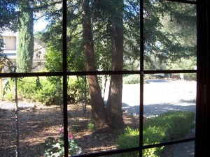 Mom's Redwood (Sequoia) tree