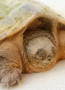 this turtle looks like how my toe feels.