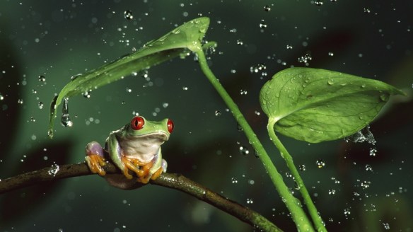 This frog and I like the rain.